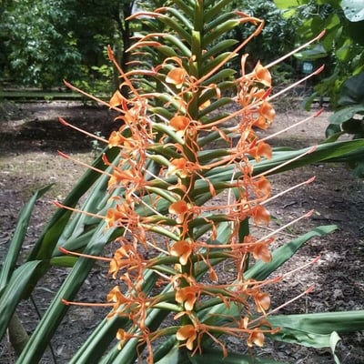 Hedychium coccineum — flower