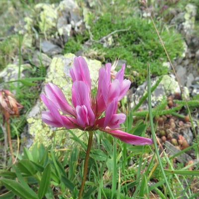 Trifolium alpinum — flower