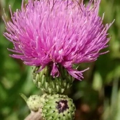 Cirsium monspessulanum — flower
