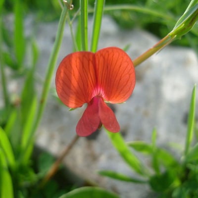 Lathyrus sphaericus — flower