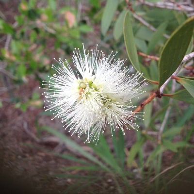 Melaleuca quinquenervia — flower