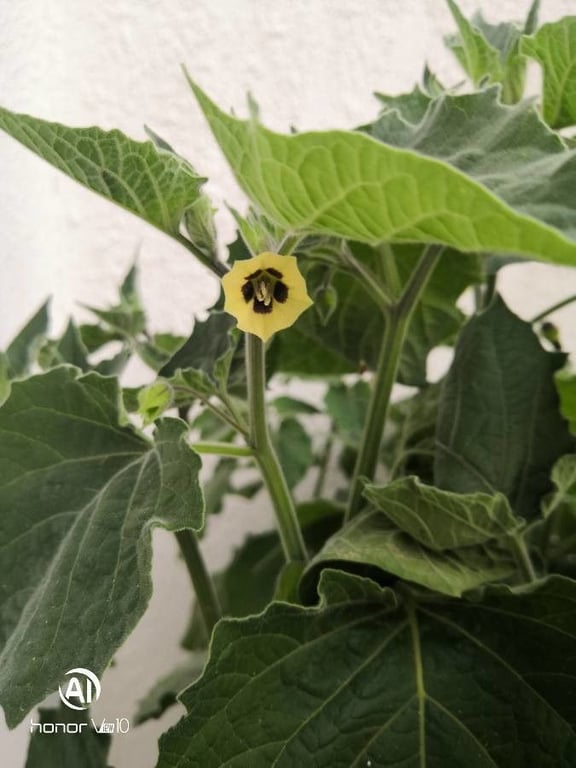 Peruvian ground-cherry