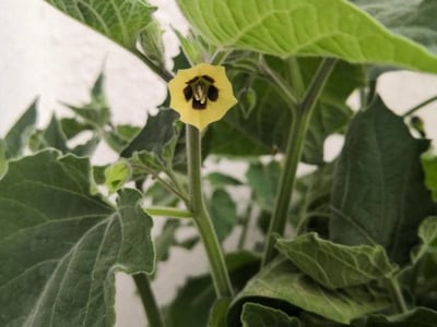 Peruvian ground-cherry