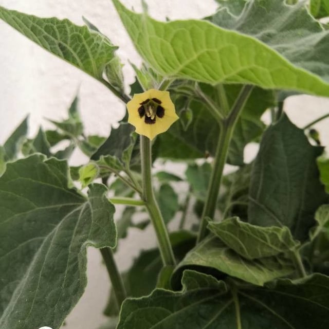 Physalis peruviana — flower