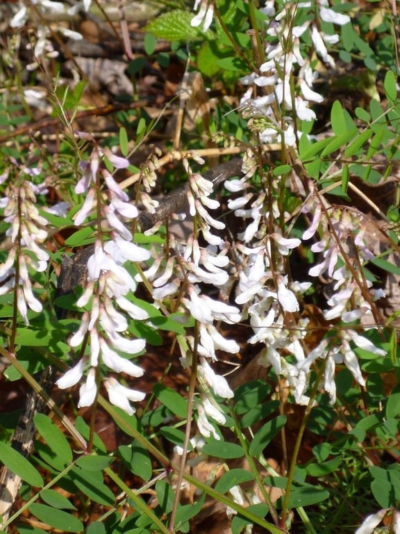 Carolina vetch