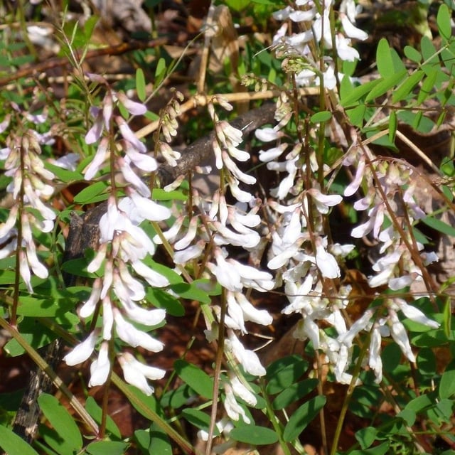 Carolina vetch