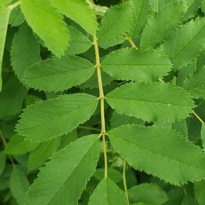 Rosa blanda — leaf