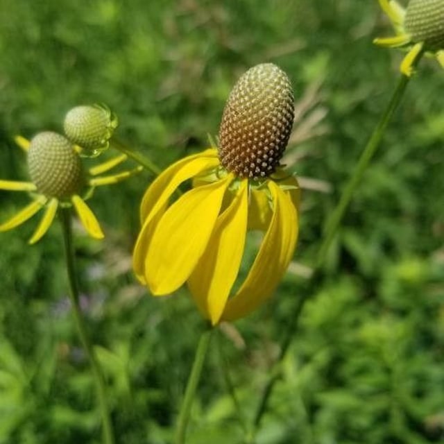 Ratibida pinnata — flower