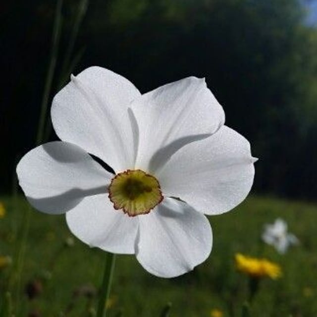 Narcissus poeticus — flower