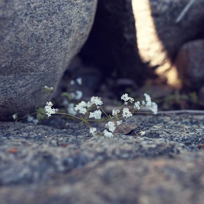 Pimpinella tragium — flower