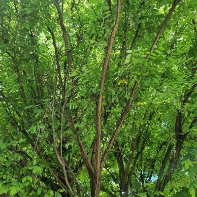 Acacia acinacea — leaf