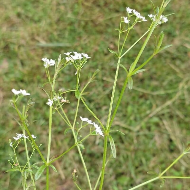 Galium elongatum — flower