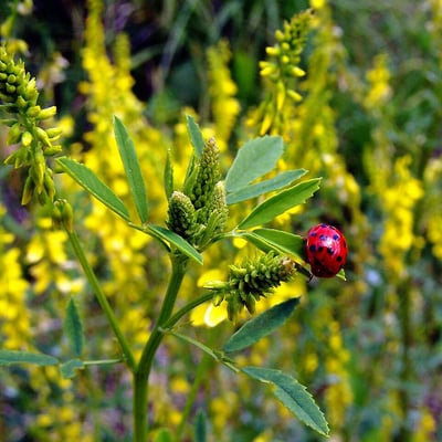 Melilotus altissimus — flower