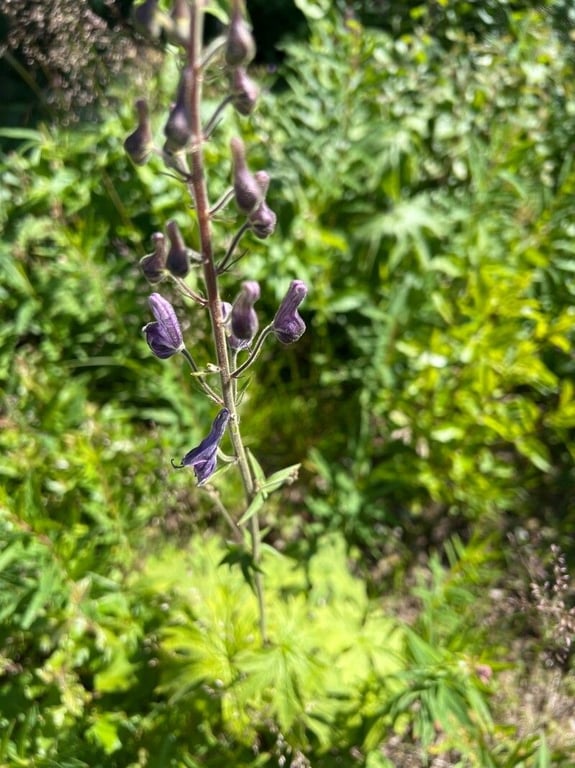 Aconitum septentrionale