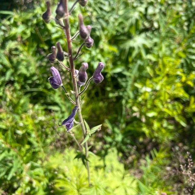 Aconitum septentrionale — flower