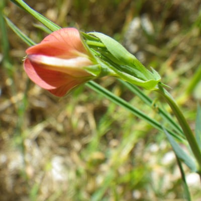 Lathyrus setifolius — flower