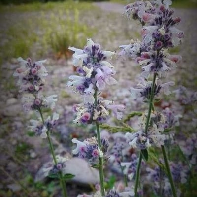 Nepeta nepetella — flower