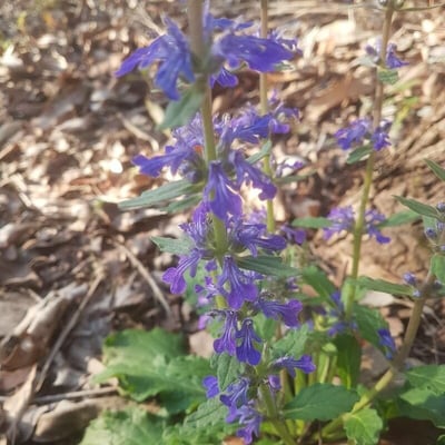 Ajuga australis — flower