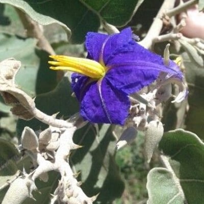 Solanum lycocarpum — flower