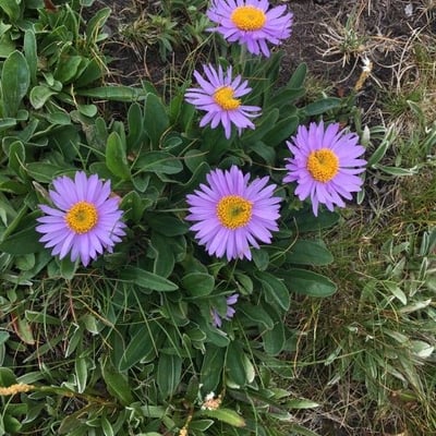 Aster alpinus — flower