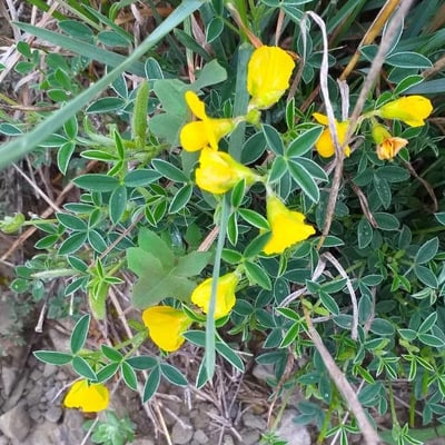 Argyrolobium zanonii — flower