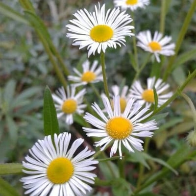 Erigeron strigosus — flower