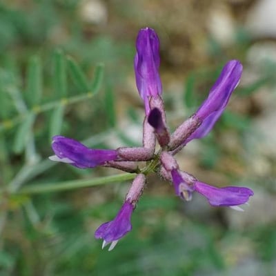 Astragalus onobrychis — flower