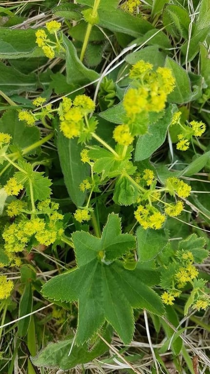Hairy lady's mantle