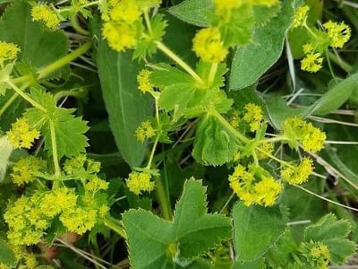Hairy lady's mantle