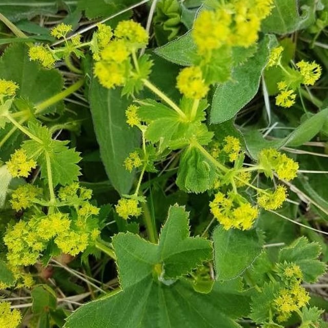 Alchemilla monticola — flower