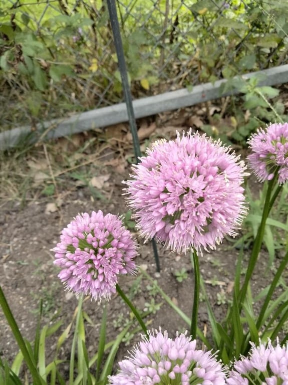 Mouse garlic
