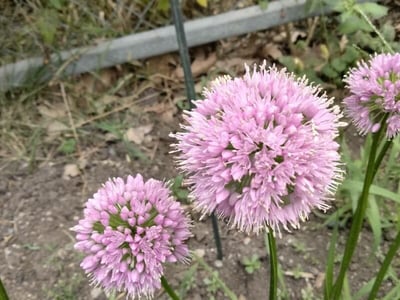 Mouse garlic