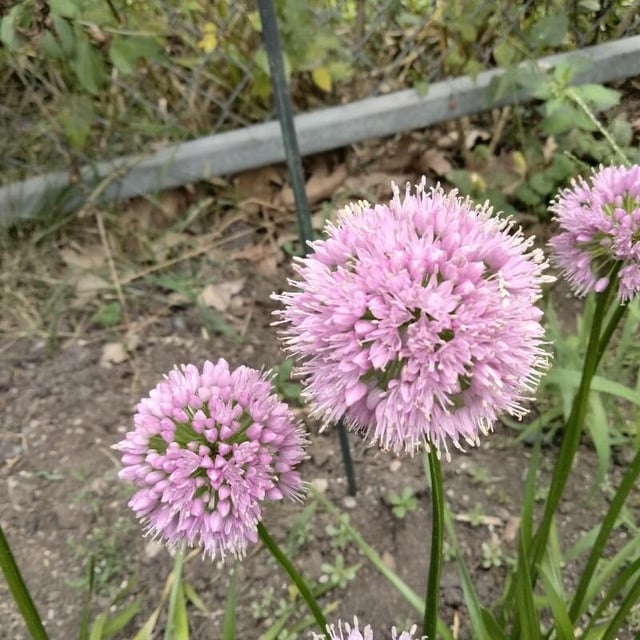 Allium angulosum — flower