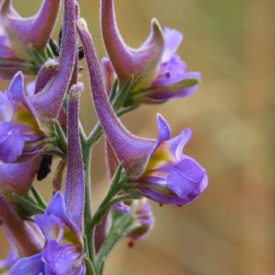 Delphinium halteratum — flower