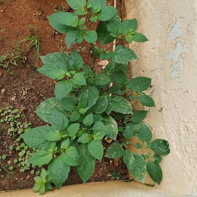 Physalis minima — leaf