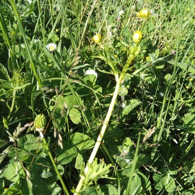 Ranunculus trilobus — flower