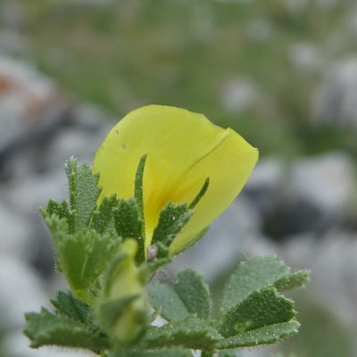 Ononis striata — flower