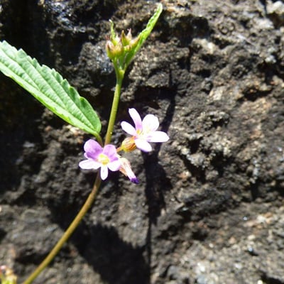 Melochia pyramidata — flower