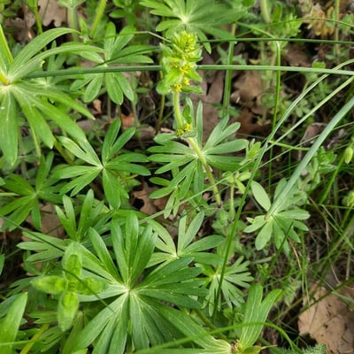 Galium maritimum — flower