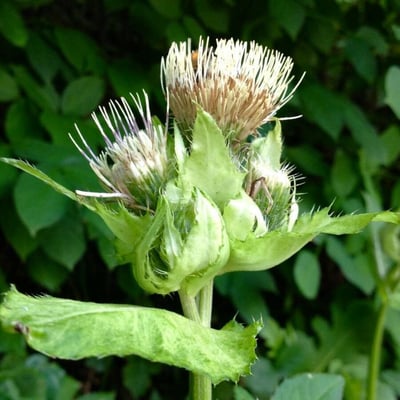 Cirsium oleraceum — flower