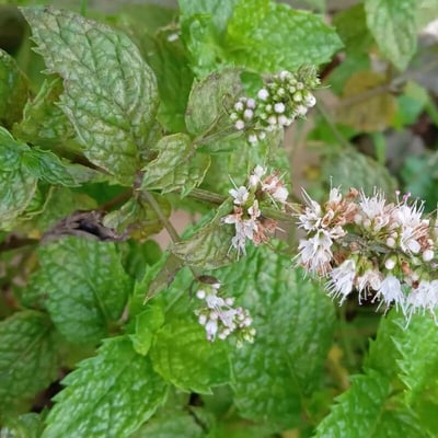 Mentha × rotundifolia — flower