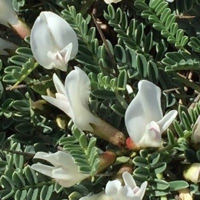 Astragalus tragacantha — flower