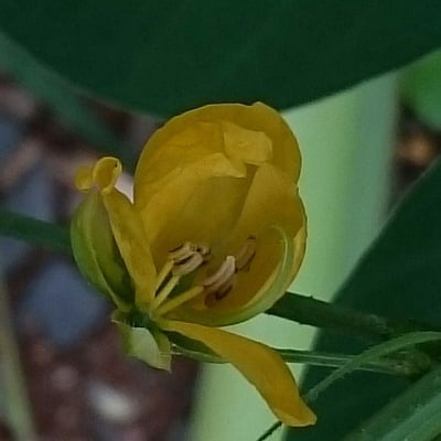 Senna obtusifolia — flower