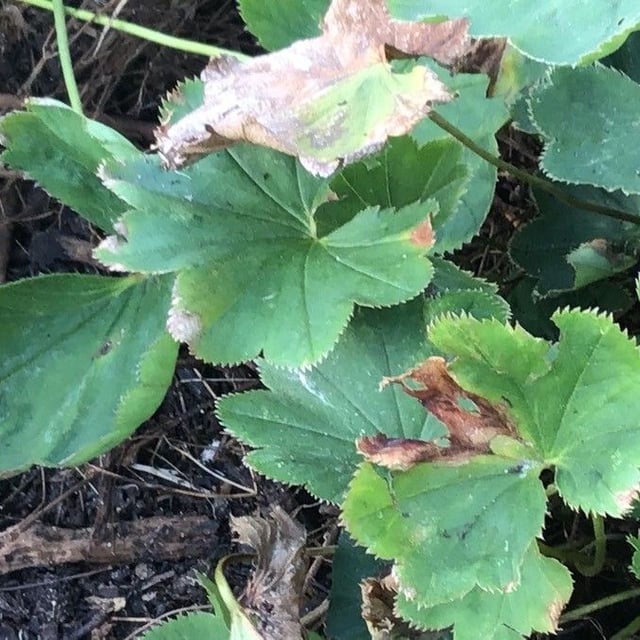 Alchemilla murbeckiana — leaf
