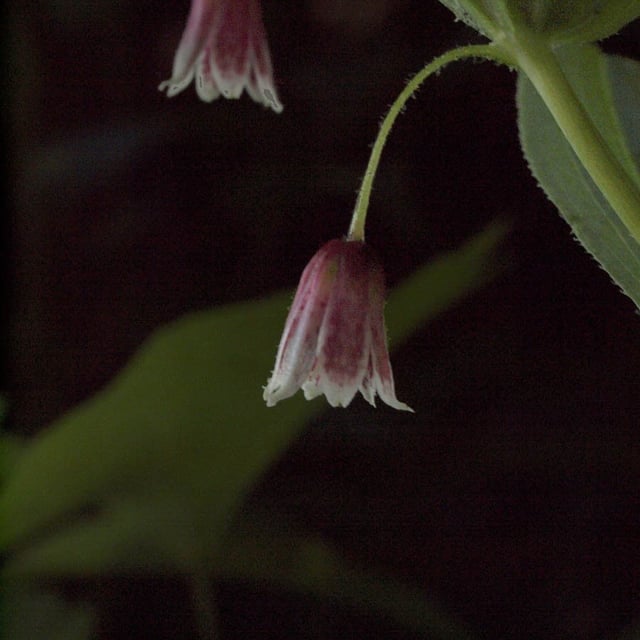 Streptopus lanceolatus — flower