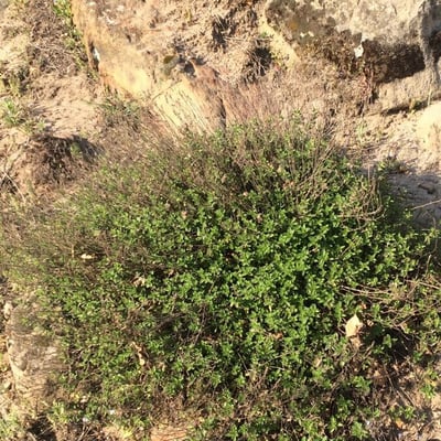 Ziziphora clinopodioides — leaf