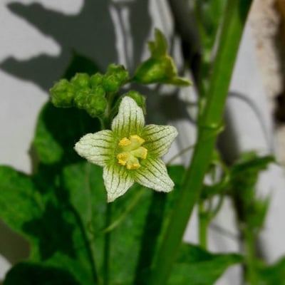 Bryonia cretica — flower