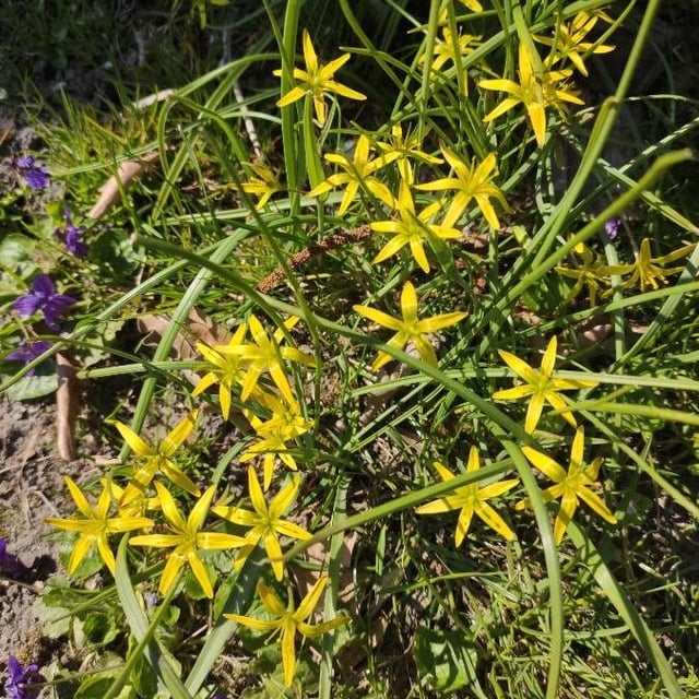 Gagea pratensis — flower