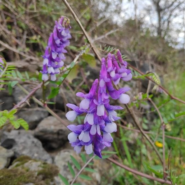Vicia benghalensis — flower