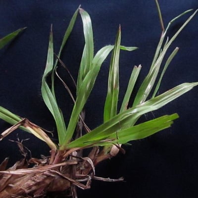 Paspalum notatum